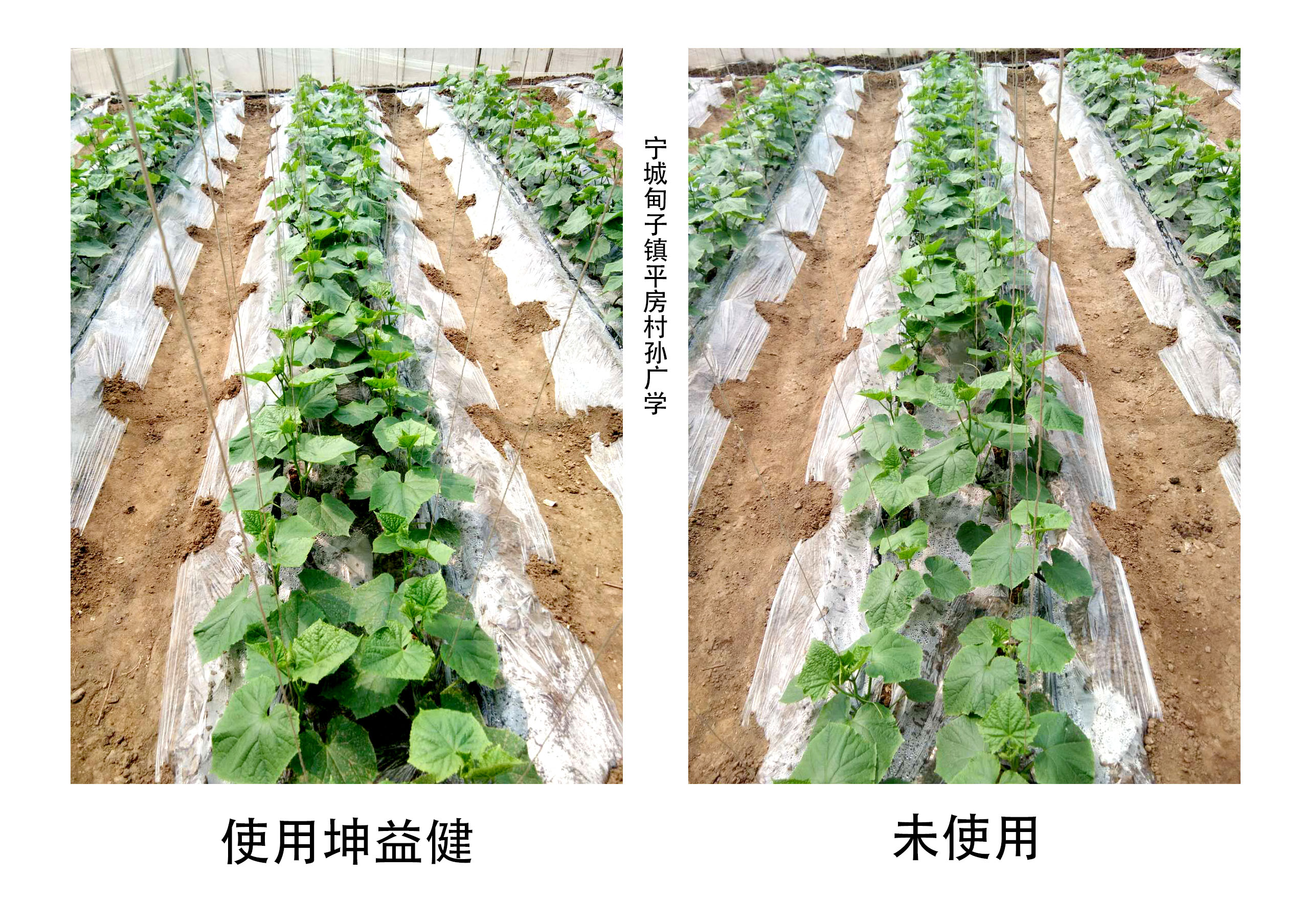 黃瓜對比圖.jpg