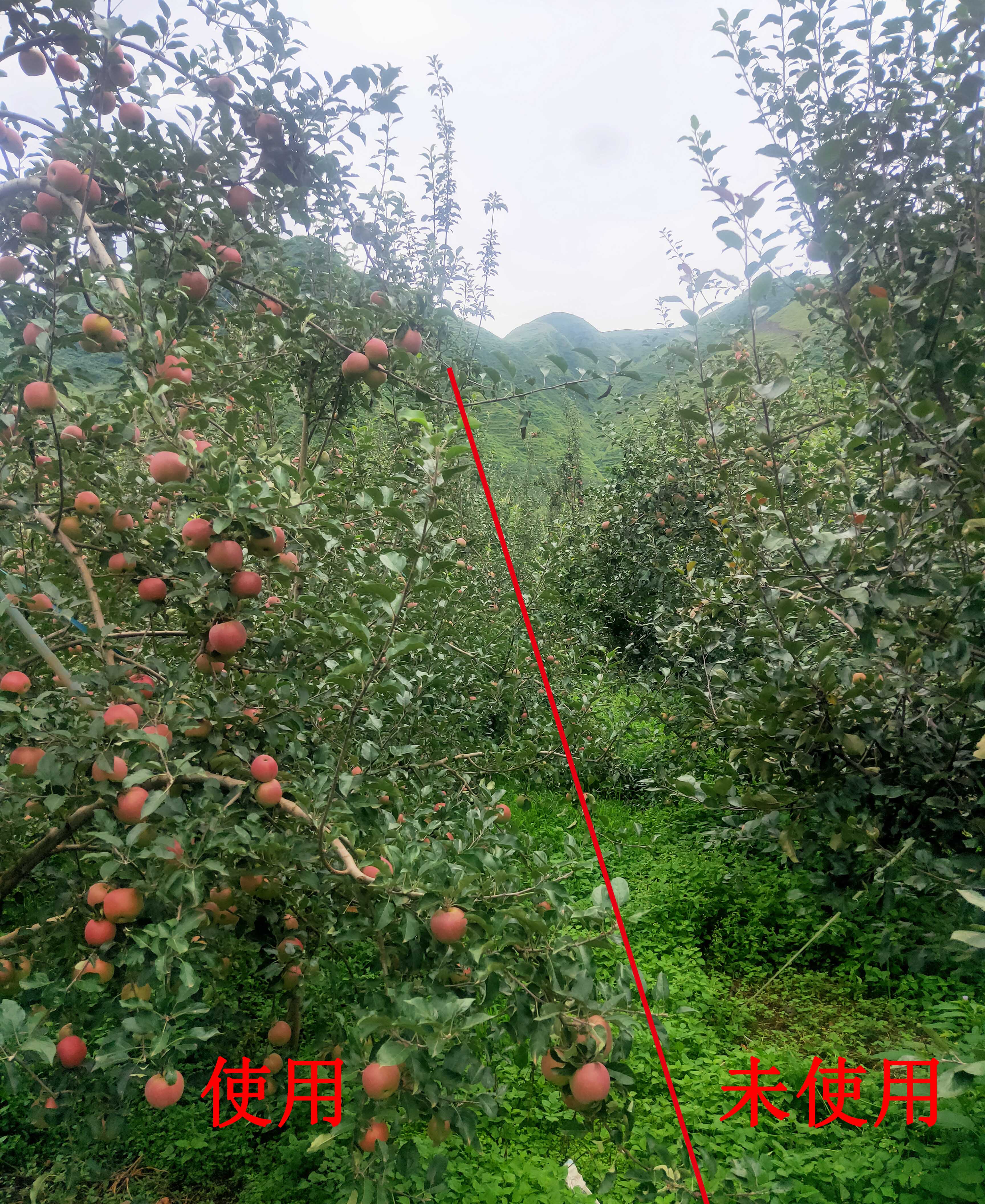 1598498566943474.jpg 對(duì)比3.jpg